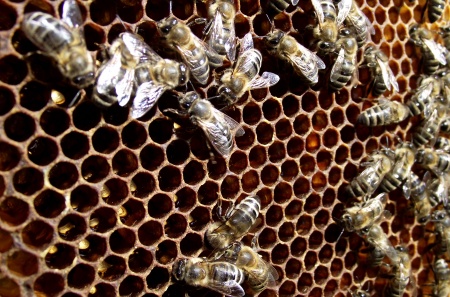 Mit érdemes tudni az Killer Bees Arizonában